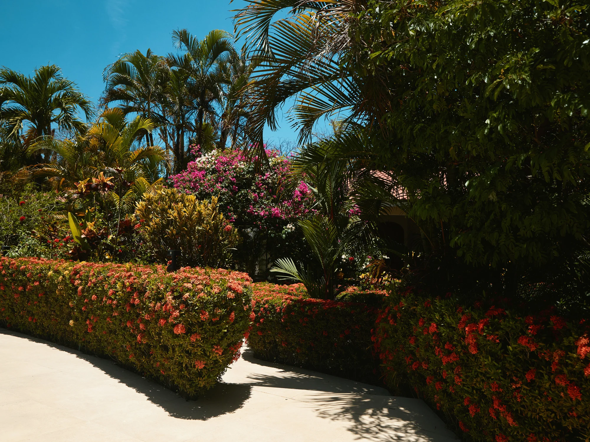 Garden pathway lined with ixora and bougainvillea