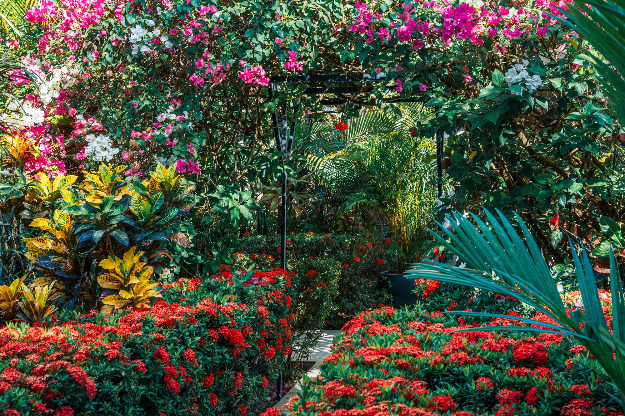Serena garden with bougainvillea and pergola